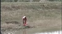 民间小调荆献顺过河