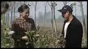 民间小调《表哥替表妹割草》01下载