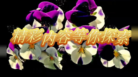二人转版《菊花台》赵本山女徒弟董明珠演唱