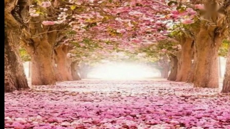 阿采广场舞《小苹果》筷子兄弟下载