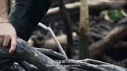 决胜荒野想穿过鳄鱼出没的红树林并非简单这里太危险下载