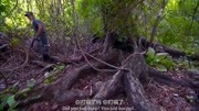 野外求生早上起来就有藤条喝在没有水的时候这东西真带劲下载