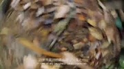 单挑荒野刚到陌生的雨林谁能有明确的生存方案德爷全凭运气下载