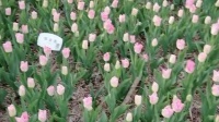 金灿灿广场舞《花开的时候你就来看我》初学广场舞一步一步教慢动作下载