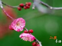 温州鼓词《新二度梅》