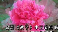 晋剧伴奏 《教子》大胆的 小奴才把娘瞒哄下载