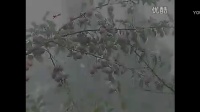 二人转短剧《老蔫复仇》下载
